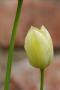 Tulipán 1