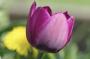 Tulipán 2