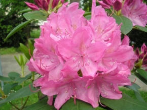 Půvaby květin - Rododendron - detail květu