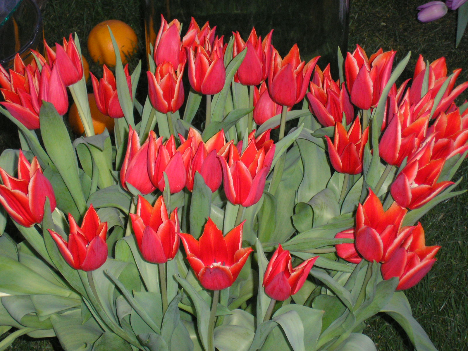 Záplava tulipánů