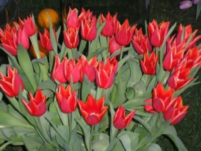 Půvaby květin - Záplava tulipánů