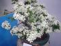 Kvetoucí bonsai -  jabloň
