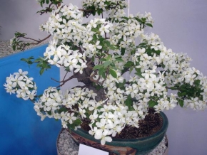 Půvaby květin - Kvetoucí bonsai -  jabloň