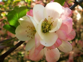 Půvaby květin - Květ jabloně
