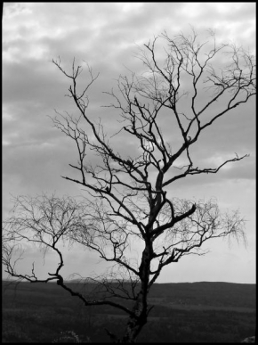 Stromy - Osamělý nad krajinou