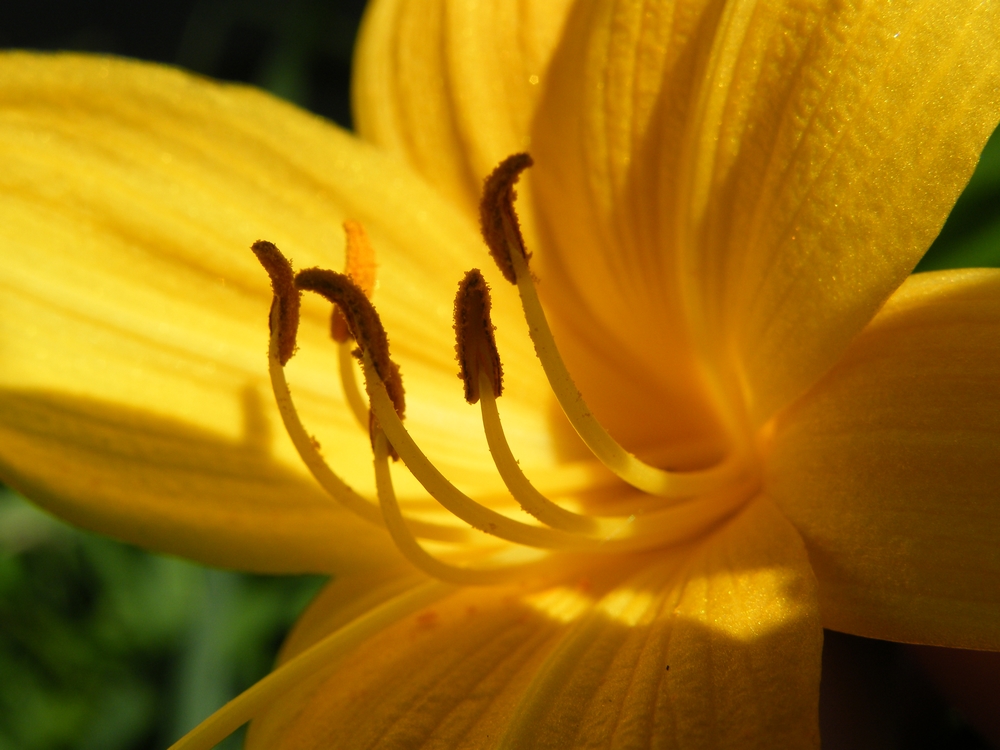 Žlutá květina