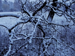 Stromy - Zima