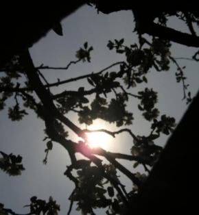 Stromy - Slunce za stromem