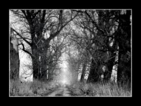 Stromy - Tajemna cesta