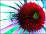 Echinacea.