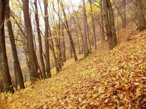 Stromy - Podzimní les