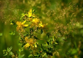 Půvaby květin - žlutá a zelená