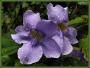 Thunbergia