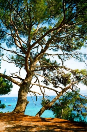 Stromy - Pinie z Jadranu