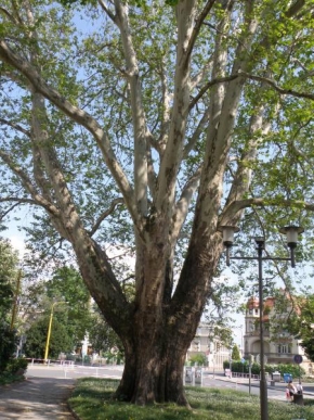Stromy - Opavský strom