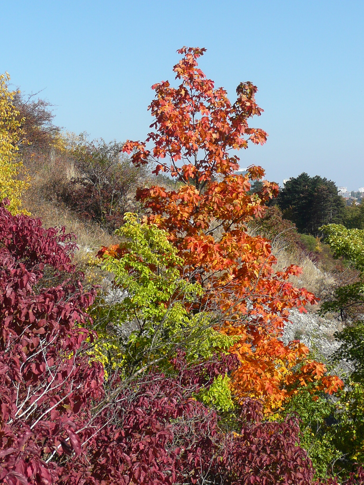 Stromky v podzimních barvách