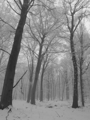 Stromy - Zima v lese 1
