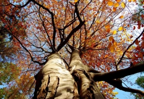 Vojtěch Havlis - Stromy podzimu