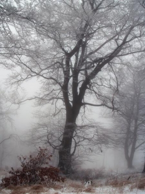 Stromy - Mlha na Bouřňáku