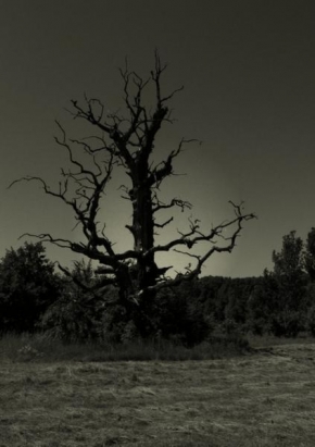 Roman Pohl - .... strašidelný strom