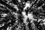 Martin Kraus -Trees growing into the sky
