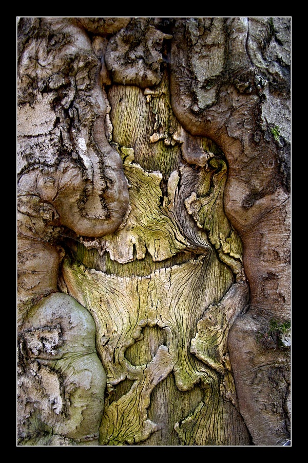 Tvár stromu