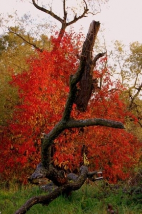 Stromy - Na červeno