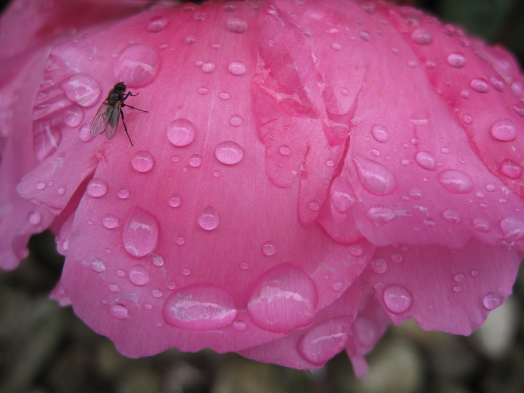 Půvab květiny po dešti