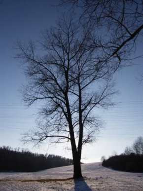 Stromy - Zimní pozdní odpoledne