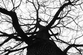 Stromy - Dub bez listí
