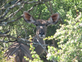 Fotograf roku v přírodě 2009 - Ve střehu - samice Kudu
