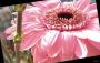 Sladká gerbera