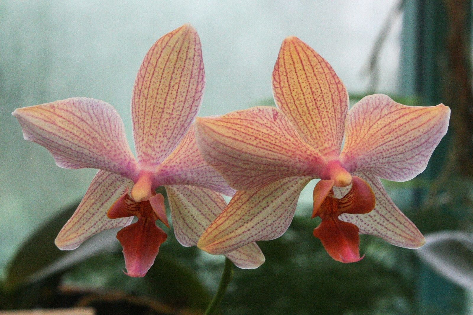Orchidej - 1