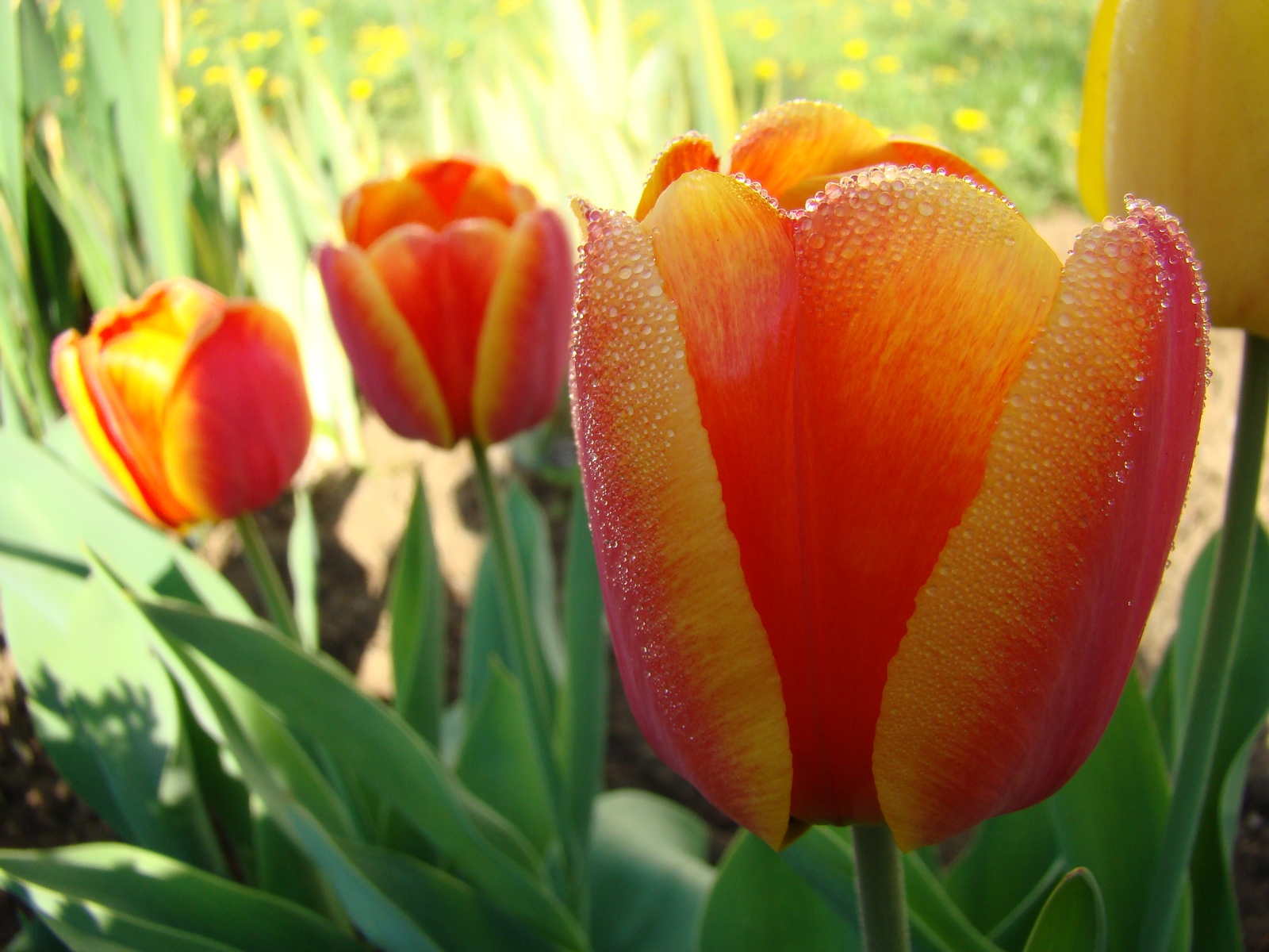 Ranní tulipány