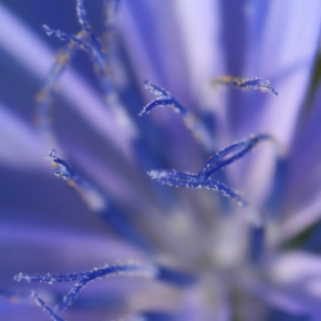 Půvaby květin - Blue