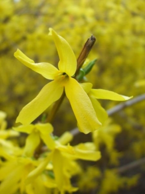 Půvaby květin - Žltá