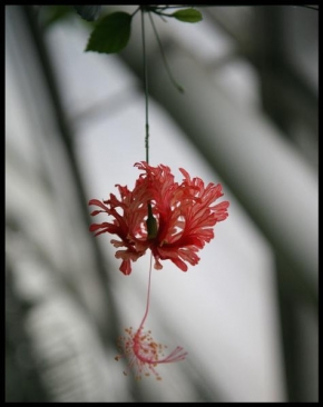 Půvaby květin - Fotograf roku - kreativita - Madagaskar