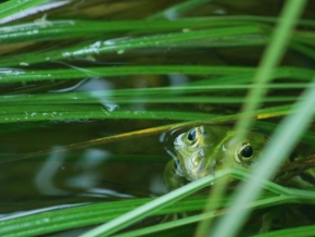 Fotograf roku v přírodě 2009 - Frog