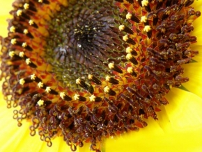 Půvaby květin - Slunečnice trošku  zblízka
