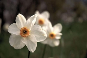 Půvaby květin - Narcisi