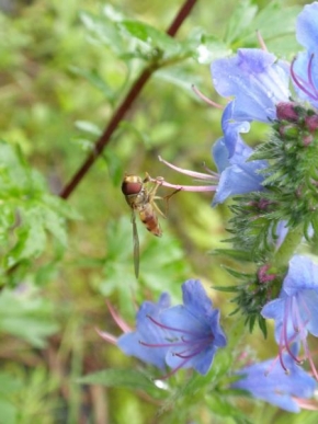 Půvaby květin - Modré zvonky s vosičkou z boku