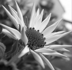 Půvaby květin - Černobílé také hezké