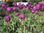 Lenka Tomašovičová - Tulips