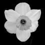 Narcis