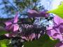 Hortensie