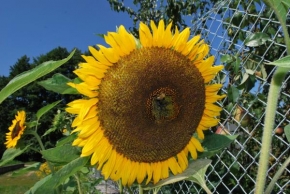 Půvaby květin - Život na slunečnici