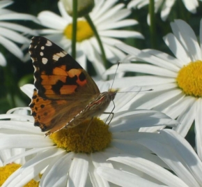 Půvaby květin - Kopretina a motýl