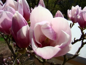 Pavel Průcha - Liliovník tulipánokvětý