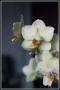 Orchidea