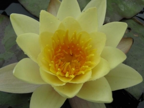 Půvaby květin - Žltá krásavica na vode